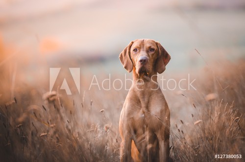 Picture of Hungarian pointer hound dog